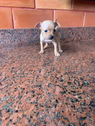 Vendo pinsher fêmea 