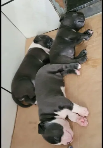 American bully