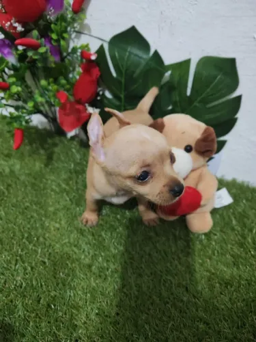 Pinscher 