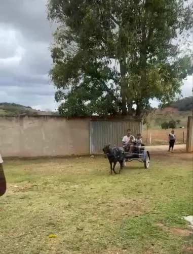 Pônei fêmea