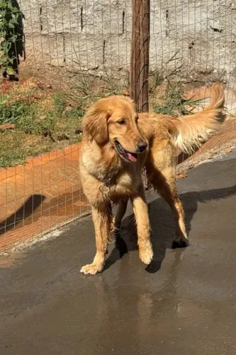 Golden retriever