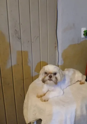 Vendo shitz fêmea  5 messes 