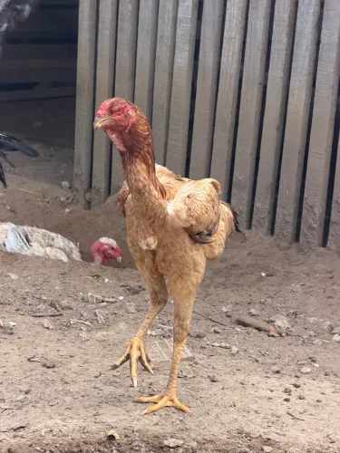 Vendo galinhas raça índio gigante 
