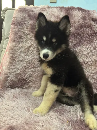 HUSKY SIBERIANO MACHO MOSTLY BLACK HETEROCROMIA PEDIGREE OP. SOBRACI CINOFILIA SUL