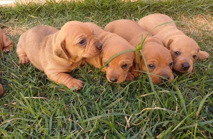 Filhotes Basset Dachshund