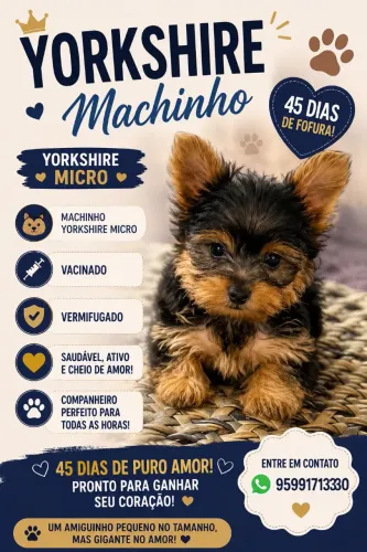 Yorkshire macho 