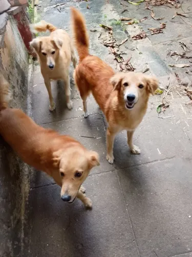 Adoção cadela srd com poder Collie 