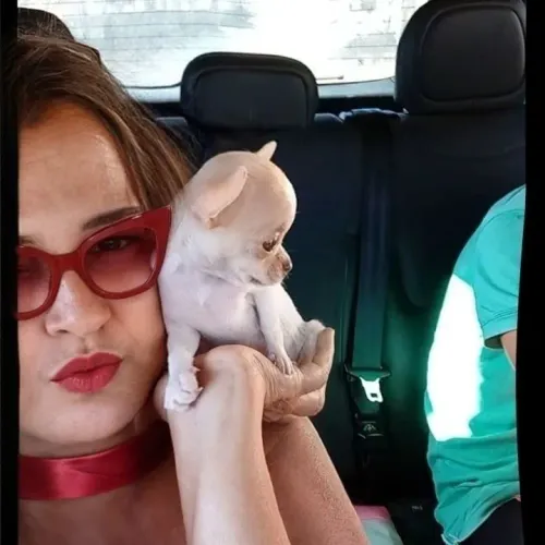 Chihuahua pequenino