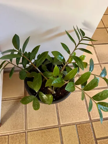 Planta Zamioculca