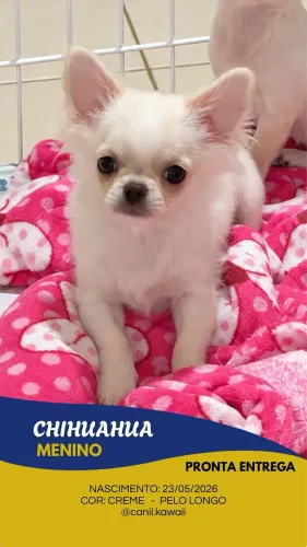 Chihuahua macho pelo longo