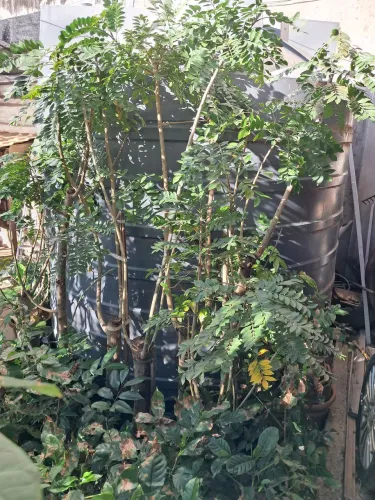 Vendo mudas frutíferas