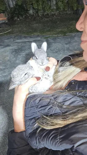 Coelhos