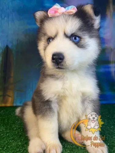 Husky Siberiano Amor que se revela em constância