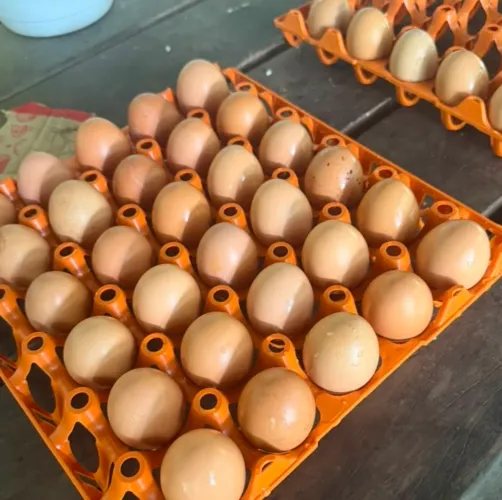 Vende-se ovos fertilizados de galinha novogen e rodilan poedeiras