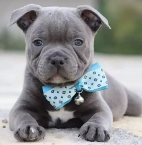 Machinho de American Bully a pronta entrega!!