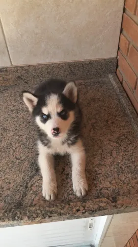 Husky Siberiano Filhote