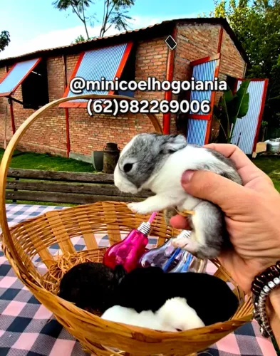 Vendo Coelhos Filhotes comuns Muito Bonitos - Machos e Fêmeas Disponíveis