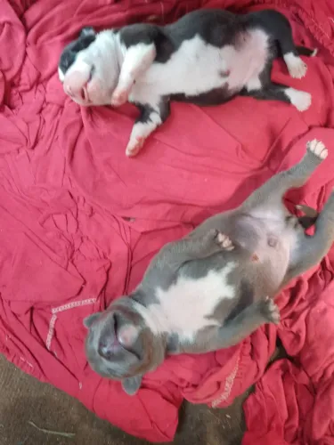 Filhotes de Pit Bull