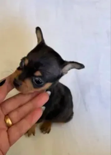 Pinscher fêmea 00 com garantia 