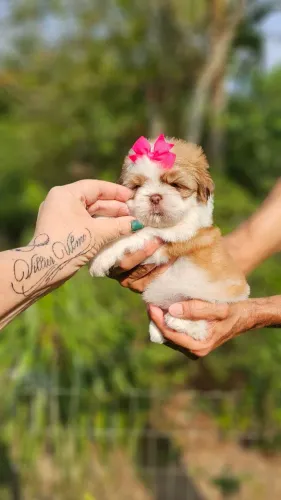 Shih-tzu femea - Ursinha top