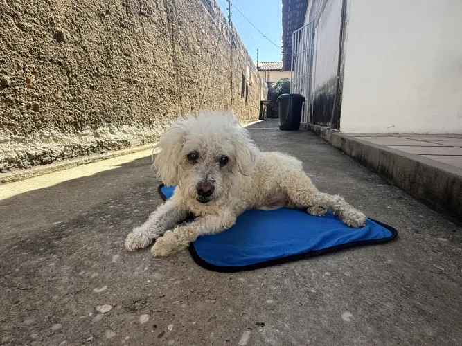 Lindo poodle