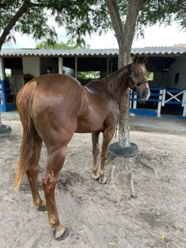 Cavalo de esquerda