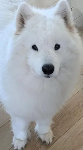 Vendo Samoieda 8 meses linhagem russa.