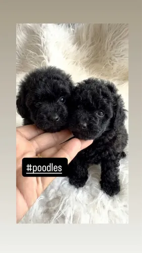POODLE TOY