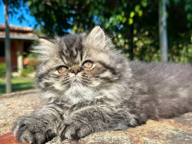 Filhote gato persa fêmea 
