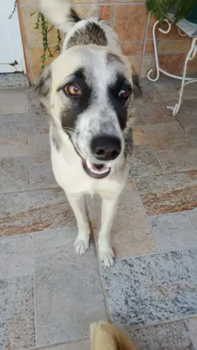 Doação de cachorro castrado 