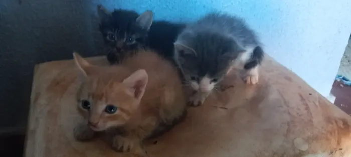 Gatinhos pra doação 