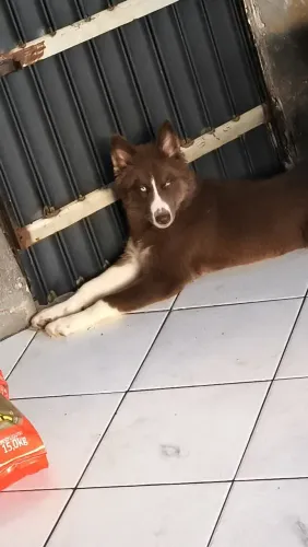 Filhote de Husky Siberiano 