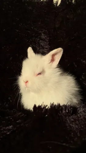 Filhote de Coelho - Lionhead