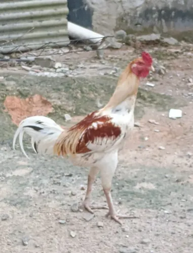 Galo índio gigante