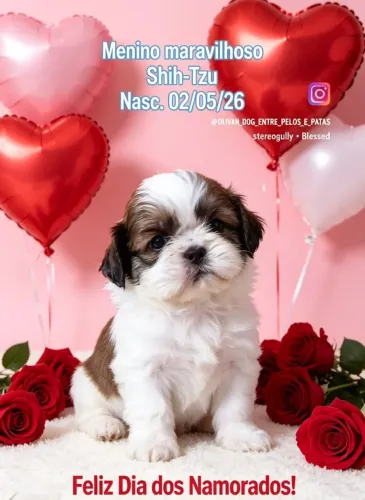Shih-Tzu mini macho