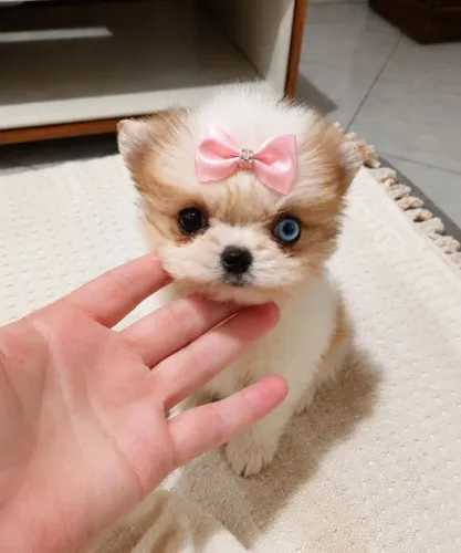 Chihuahua microzinha