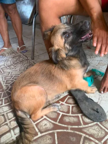 Cachorro