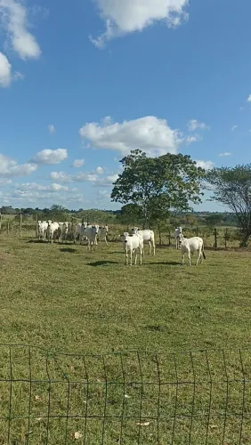 Gado nelore