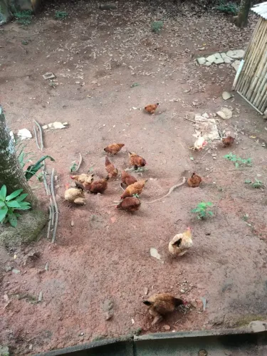 Galinha Poedeira