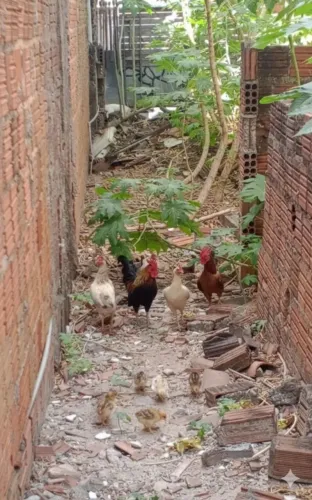 SUPER PROMOÇÃO GALOS E GALINHAS 