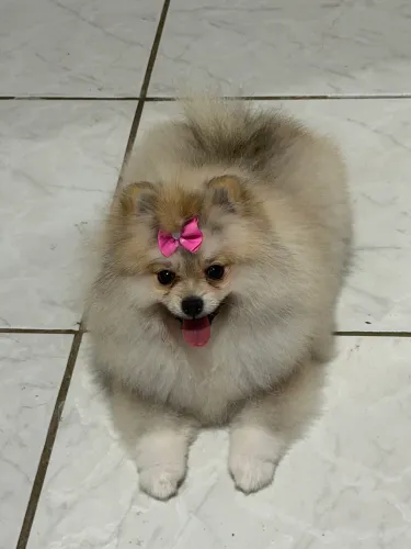 Cachorro