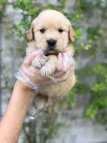 Filhote Golden Retriever fêmea com genética superior e cuidado especializado