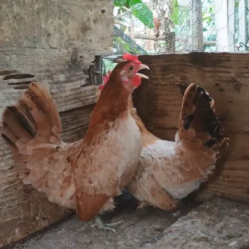 1 macho e 2 fêmeas de garnisé 