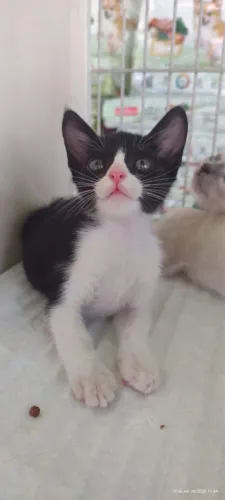 Adoção responsável gatos machos