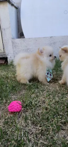 Spitz alemão -lulu anão charmosinha macho