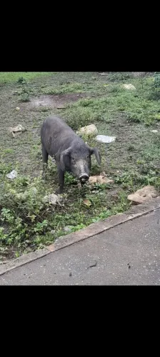 Vendo porca parida com 7 leitão com um mês 
