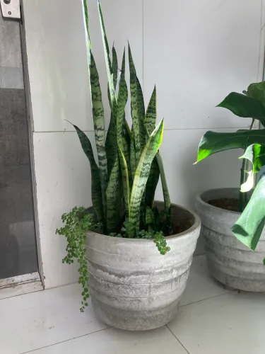 5 vasos de cimento. 3 com plantas. 
