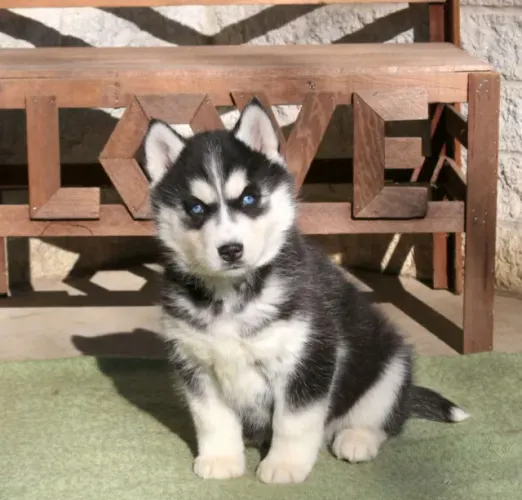 Husky Siberiano filhotes lindos à venda hoje