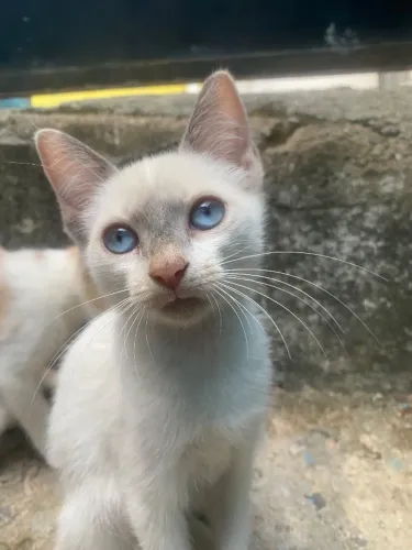 Gatinhos para doação 