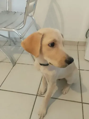 Labrador retriever doação
